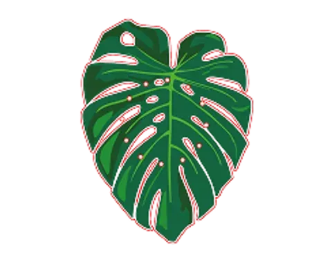 Monstera