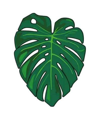Monstera