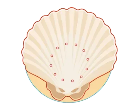 Muszla